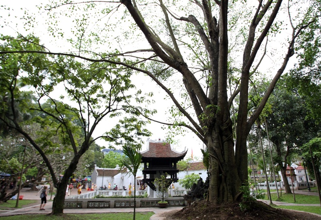 Cây bồ đề tại khuôn viên chùa Một Cột