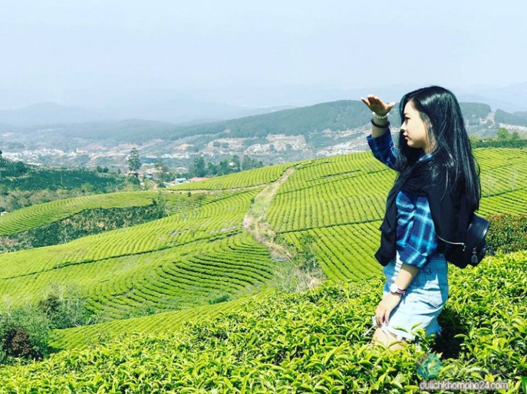 Đồi chè Cầu Đất ở Đà Lạt – Một trong những điểm tới thú vị nhất tại Đà Lạt