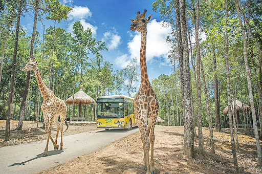 Xem thú biểu diễn một cách tinh vi và điêu luyện tại Safari Phú Quốc