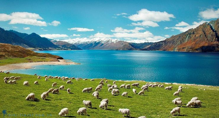 Xin visa Du lịch New Zealand - Điều đầu tiên cần chú ý