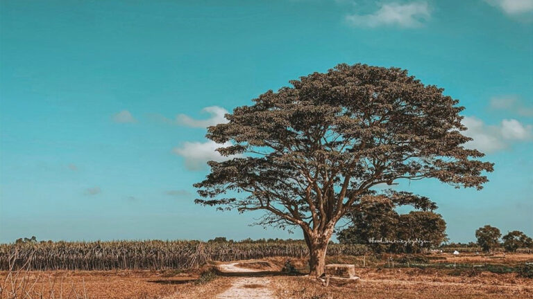 Cây mắt biếc nằm ở đâu?