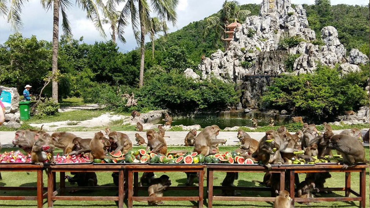Khu du lịch Đảo Khỉ ở đâu?