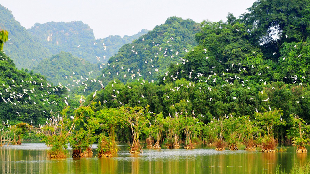 Ninh Bình có gì đẹp - Vườn chim Thung Nham