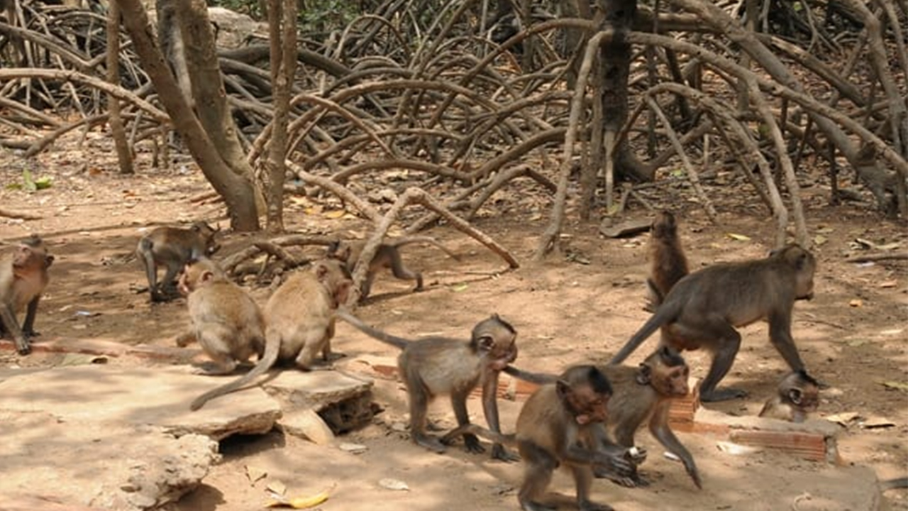 Cách đi đảo Khỉ nha trang và Chương trình xiếc Khỉ độc đáo