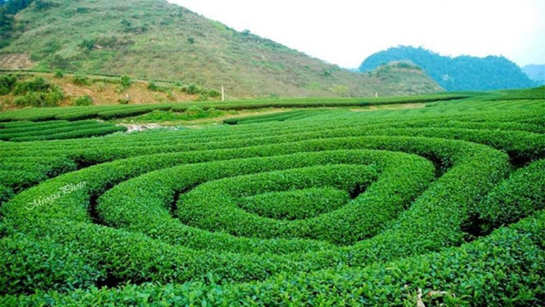 Đồi chè Mộc Châu ở đâu?