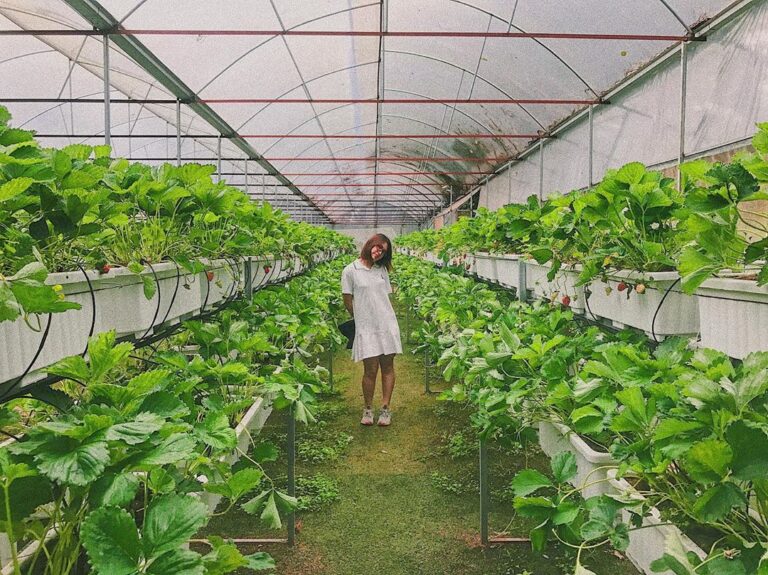 Vườn dâu chú hùng nằm ở đâu?