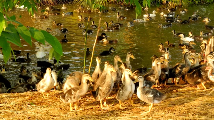 kẹo dừa bến tre làng nghề truyền thống lò kẹo ảnh 1 kẹo dừa bến tre làng nghề truyền thống lò kẹo - Hình ảnh thực tế Ben Tre Ententeich jpg