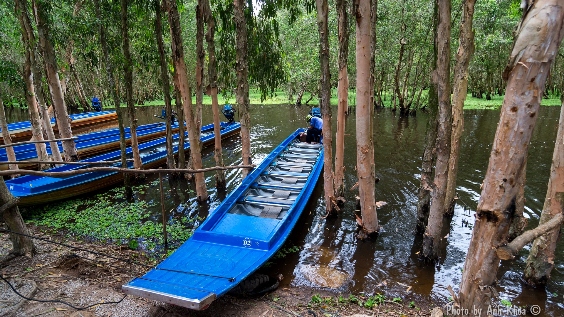 Kinh Nghiệm Du Lịch Rừng Tràm Trà Sư Mùa Nước Nổi Đi Tắc Ráng Ngắm Bèo Tự Túc: Đi Lại, Ăn Chơi & Chi Phí 2026 - Góc nhìn thực tế 5